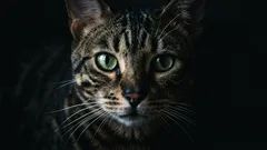 猫のひげのサインの見方：日常生活で見られる5つのメッセージ