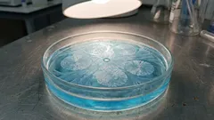 科学者たちが、水を凍らせる驚くべき菌類を発見