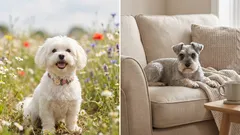 犬のニオイが気になる人へ｜体臭が控えめで室内を清潔に保ちやすい犬種7選