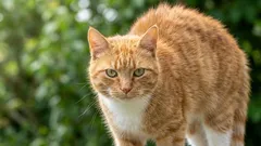 猫は意識的に自分の毛並みをコントロールできるのだろうか――それとも単なる本能なのだろうか